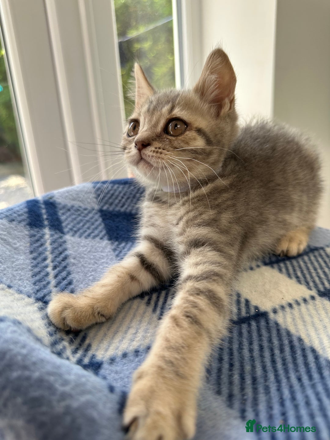 British Shorthair cats for sale: Purebred British Shorthair Grey Stripe Kittens - Image 22