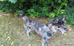 Mixed Breed dogs for sale: 17 month old chow chow x malamute  - Image 2