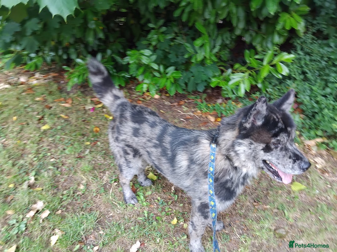 Mixed Breed dogs for sale: 17 month old chow chow x malamute  - Image 2