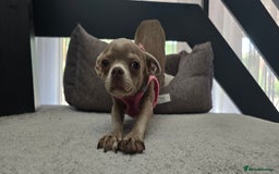 Chihuahua dogs for sale: Lilac female smoothcoat chihuahua - Image 2