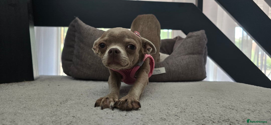 Chihuahua dogs for sale: Lilac female smoothcoat chihuahua - Image 2