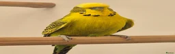 Budgerigars birds for sale: For Breeders only - Advert 4