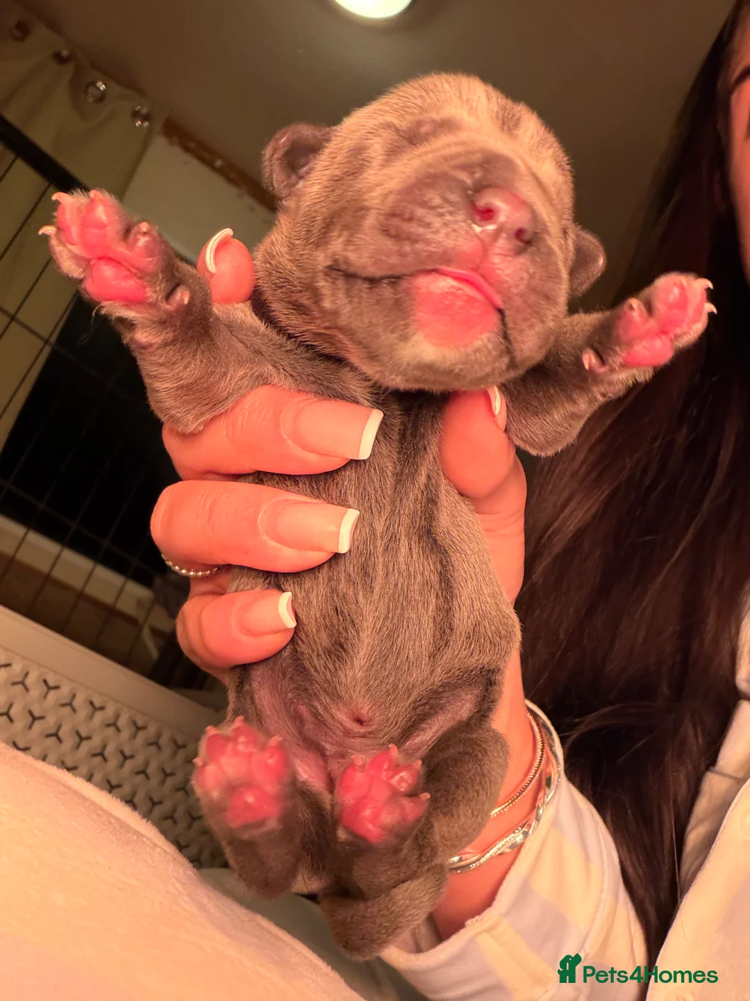 Cane Corso dogs for sale: 12 cane corso pups  - Advert 1