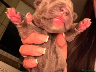 Cane Corso dogs 12 cane corso pups - Advert 1