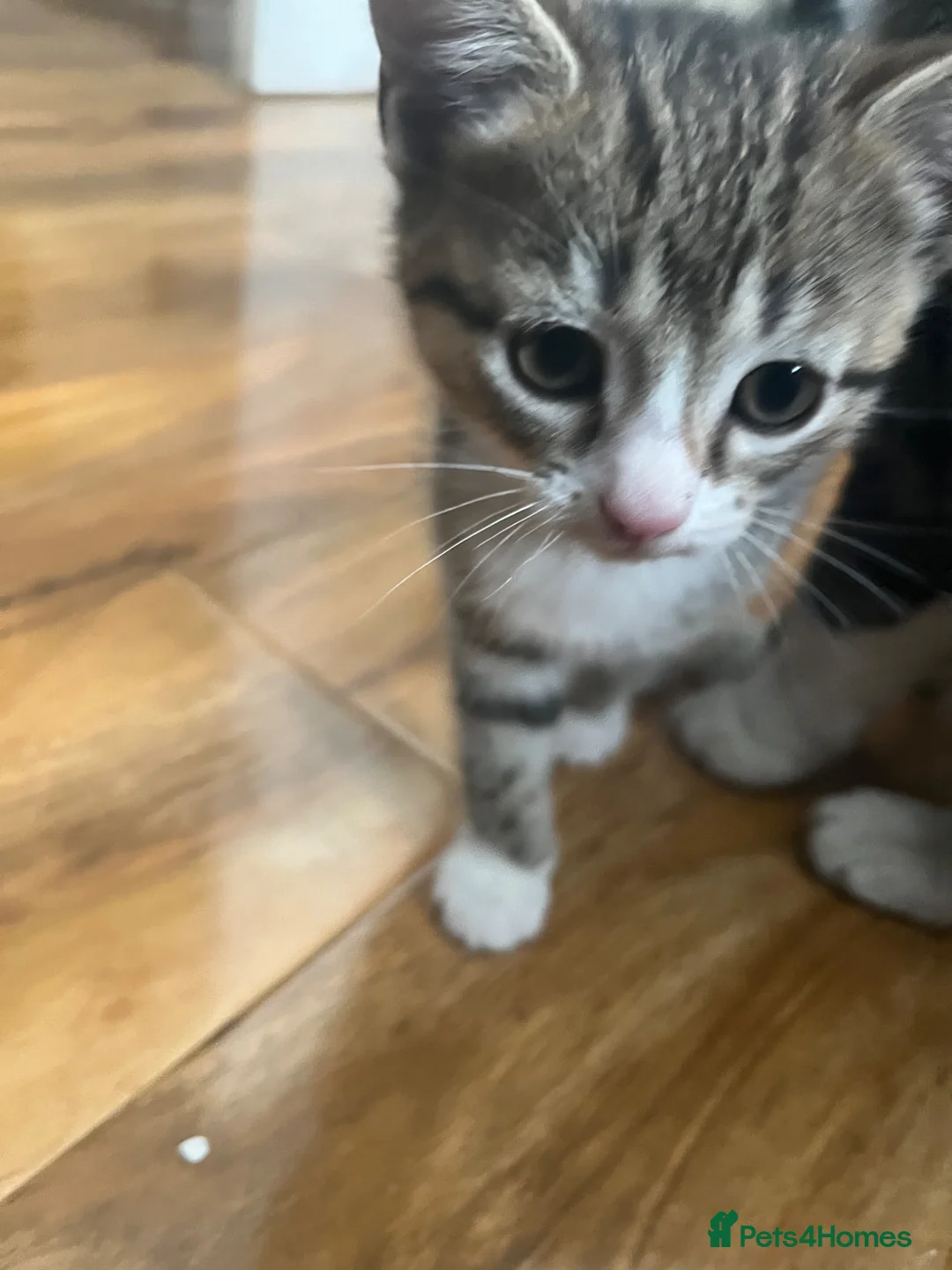Tibetan cats for sale: Tabby cat in Bracknell - Advert 2