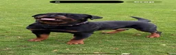 Rottweiler dogs for sale: KC REGISTERED HEALTH TESTED  - Advert 2