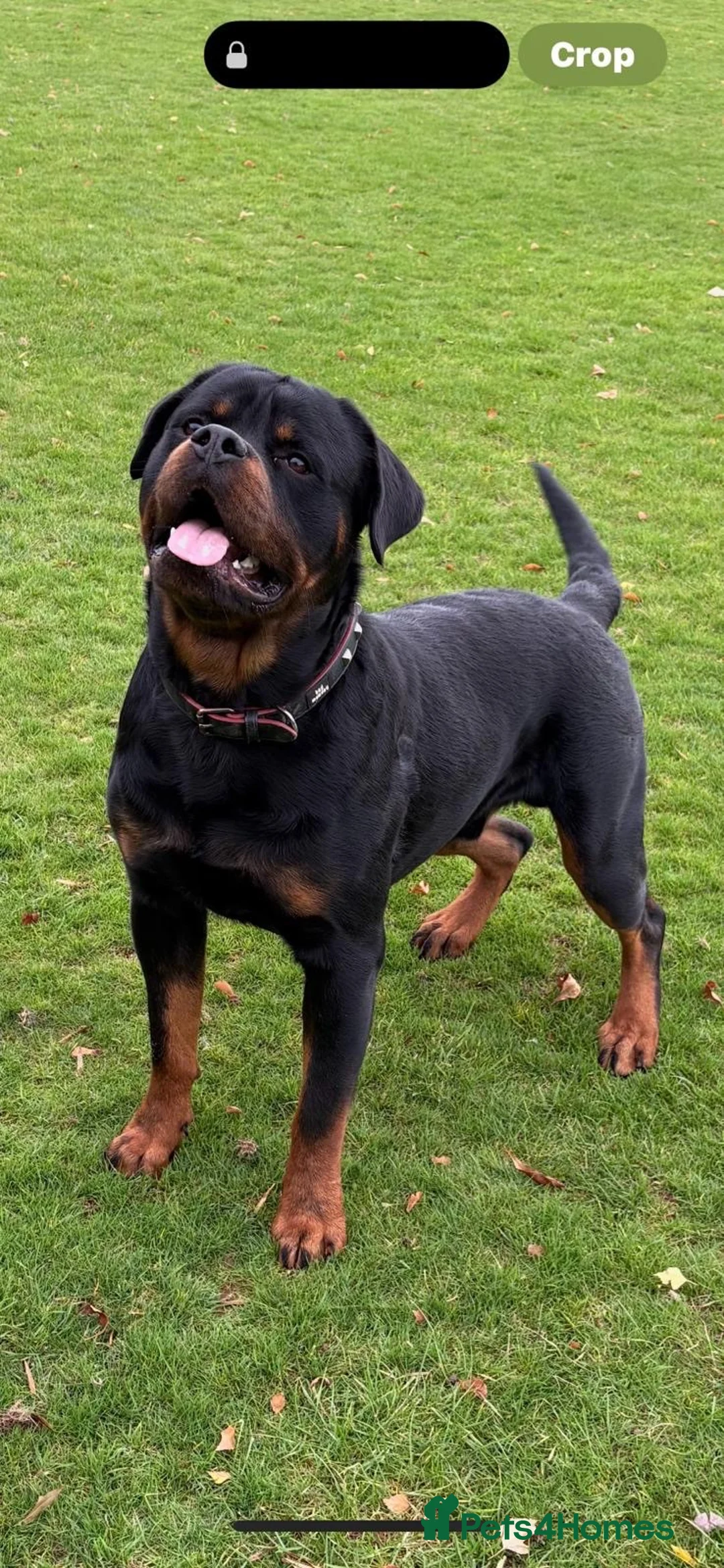 Rottweiler dogs for sale: KC REGISTERED HEALTH TESTED  - Advert 2