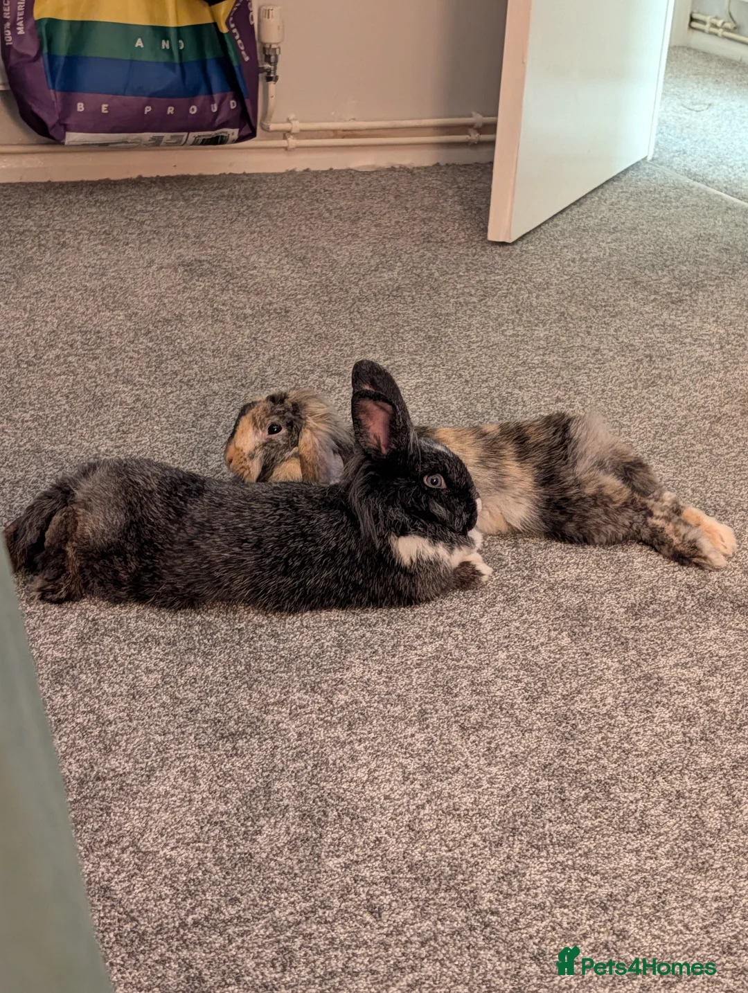 Mini Lop rabbits for sale: Mini Lop & Lion head  in Derby - Advert 1