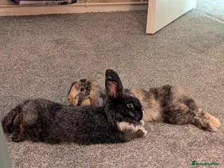 Mini Lop rabbits Mini Lop & Lion head - Advert 1
