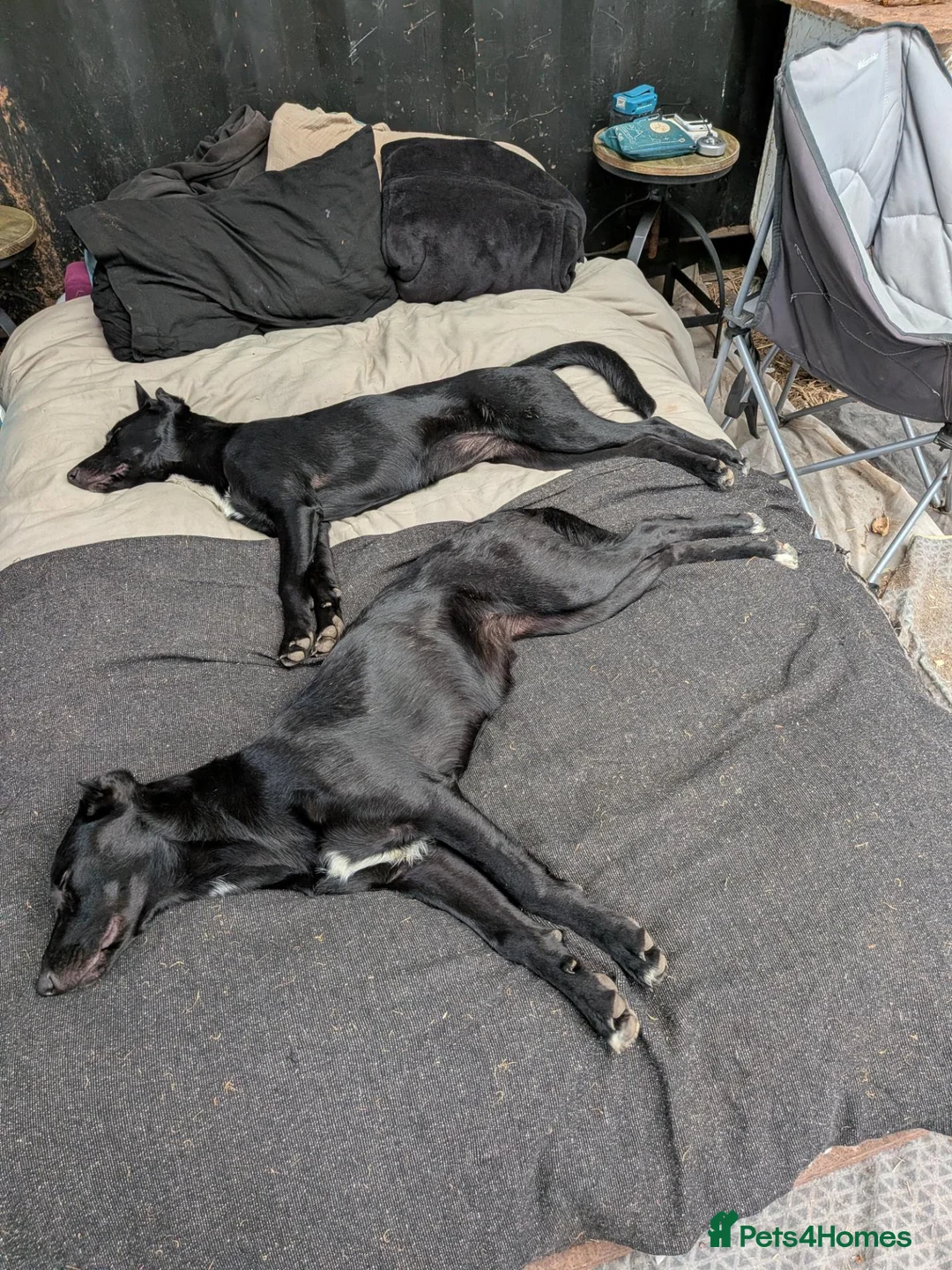 Mixed Breed dogs for sale: Heartbroken to Re-home  in Lampeter - Advert 5