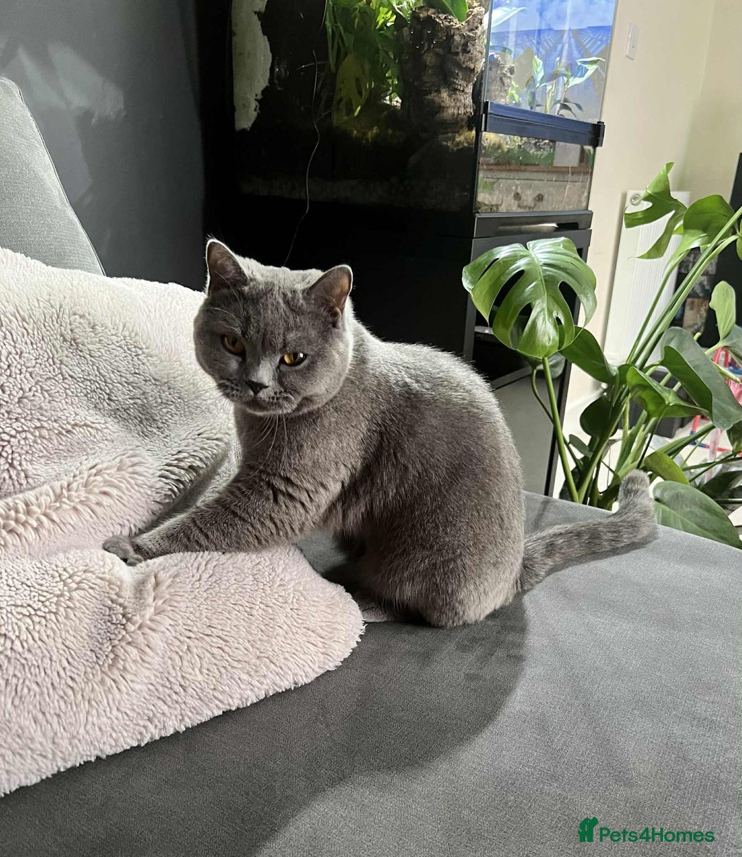 British Shorthair cats for sale: British Shorthair– Looking for a New Home - Image 2