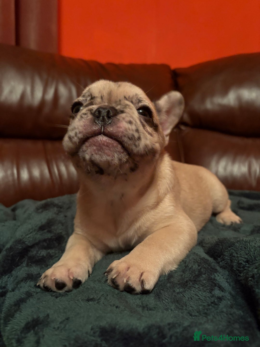 French Bulldog dogs for sale: Beautiful Blue-Eyed French-Bulldog Puppies  - Advert 2