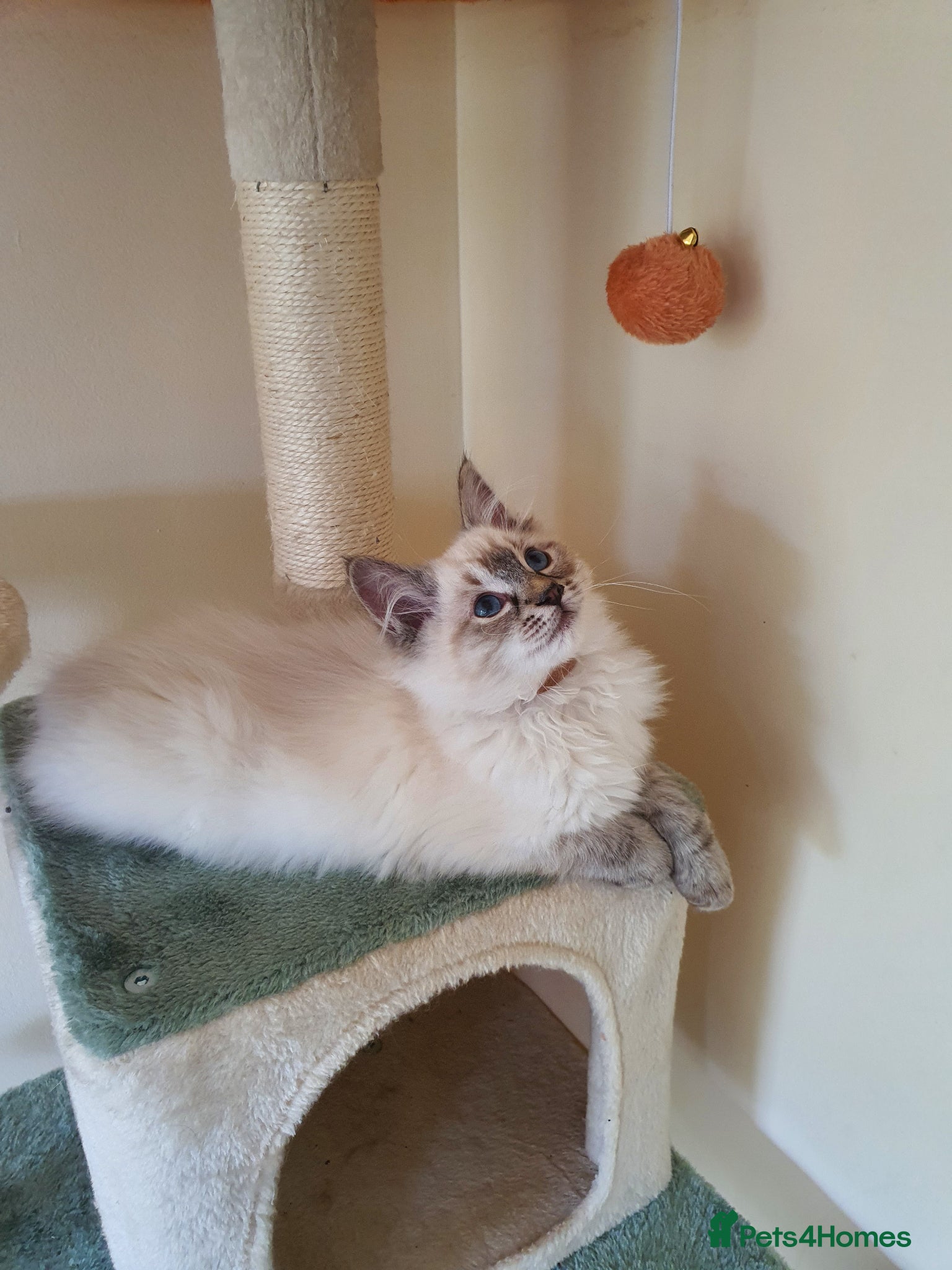 Ragdoll cats Very Beautiful GCCF Registered Ragdoll Kitten. - Advert 2