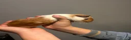Guinea Pig rodents for sale: Gorgeous coloured male guinea pigs for sale   in Woking - Advert 8