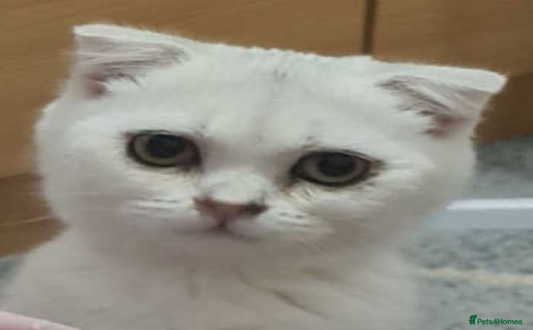 Scottish Fold cats for sale - Advert 2
