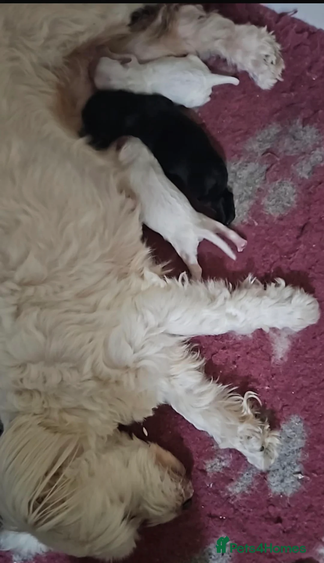 Maltipoo dogs for sale: 🐾Maltipoo Puppies🐾 in Abingdon - Advert 14