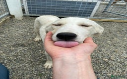 Mixed Breed dogs for adoption: Blossom in Ayr Looking for a home  - Image 5