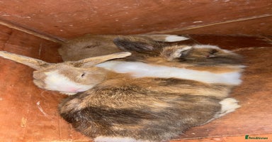Dutch rabbits - Advert 15