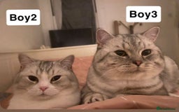 British Shorthair cats for sale: Beautiful British short haired males  - Image 8