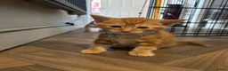 Mixed Breed cats for sale: 3 beautiful ginger kittens looking for 🏡🧡🫶🏻 - Advert 15