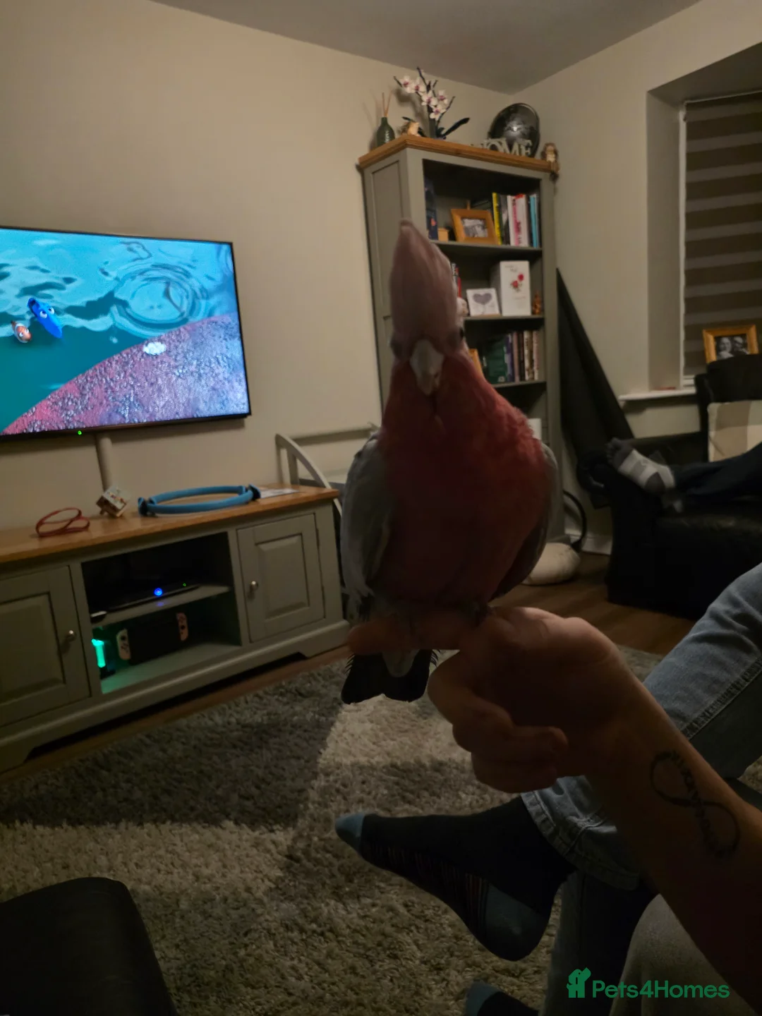 Cockatoo birds for sale: Ghoulia cockatoo  - Advert 5