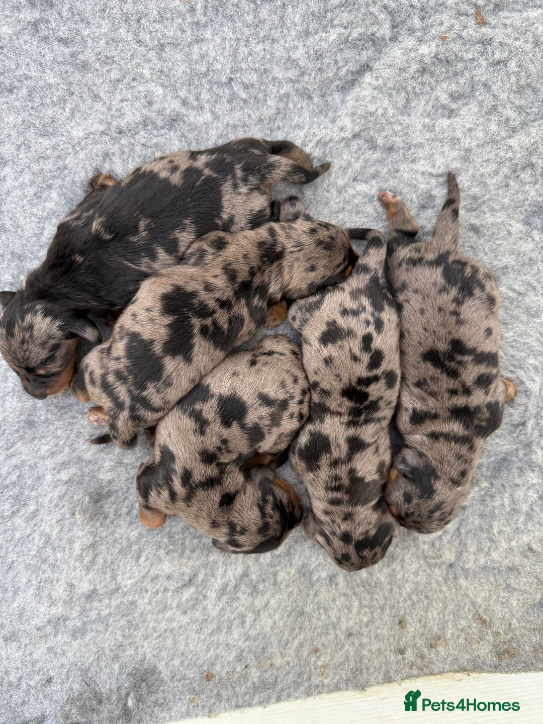 Miniature Dachshund dogs for sale: Stunning silver dapple miniature dachshunds - Image 2