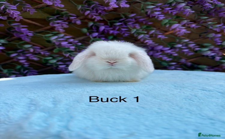 Mini Lop rabbits - Advert 5