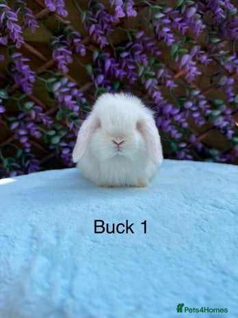 Mini Lop rabbits - Advert 1