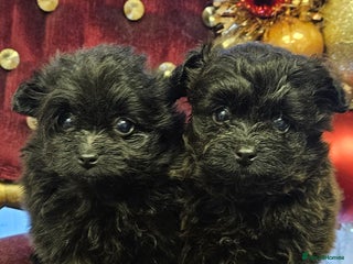 Pomapoo dogs Pompoo puppies - Advert 11