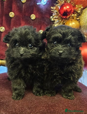 Pomapoo dogs Pompoo puppies - Advert 5