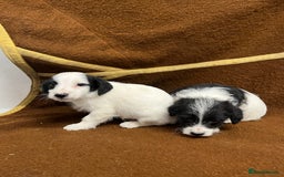 Jackapoo dogs for sale: Beautiful Jackapoo Puppies, READY NOW - Image 30