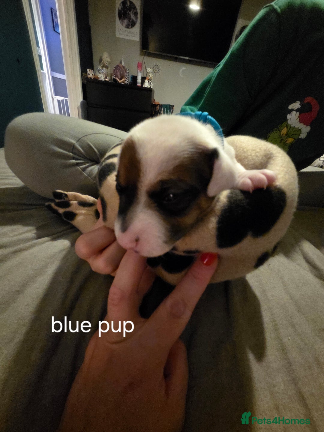 Jack Russell dogs for sale: Jack russell puppies - Advert 13