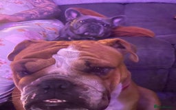English Bulldog dogs for sale: FRENCH & ENGLISH BULLDOGS  - Image 8