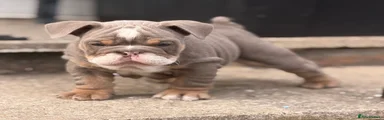 (REHOMED) English Bulldog Puppy 1