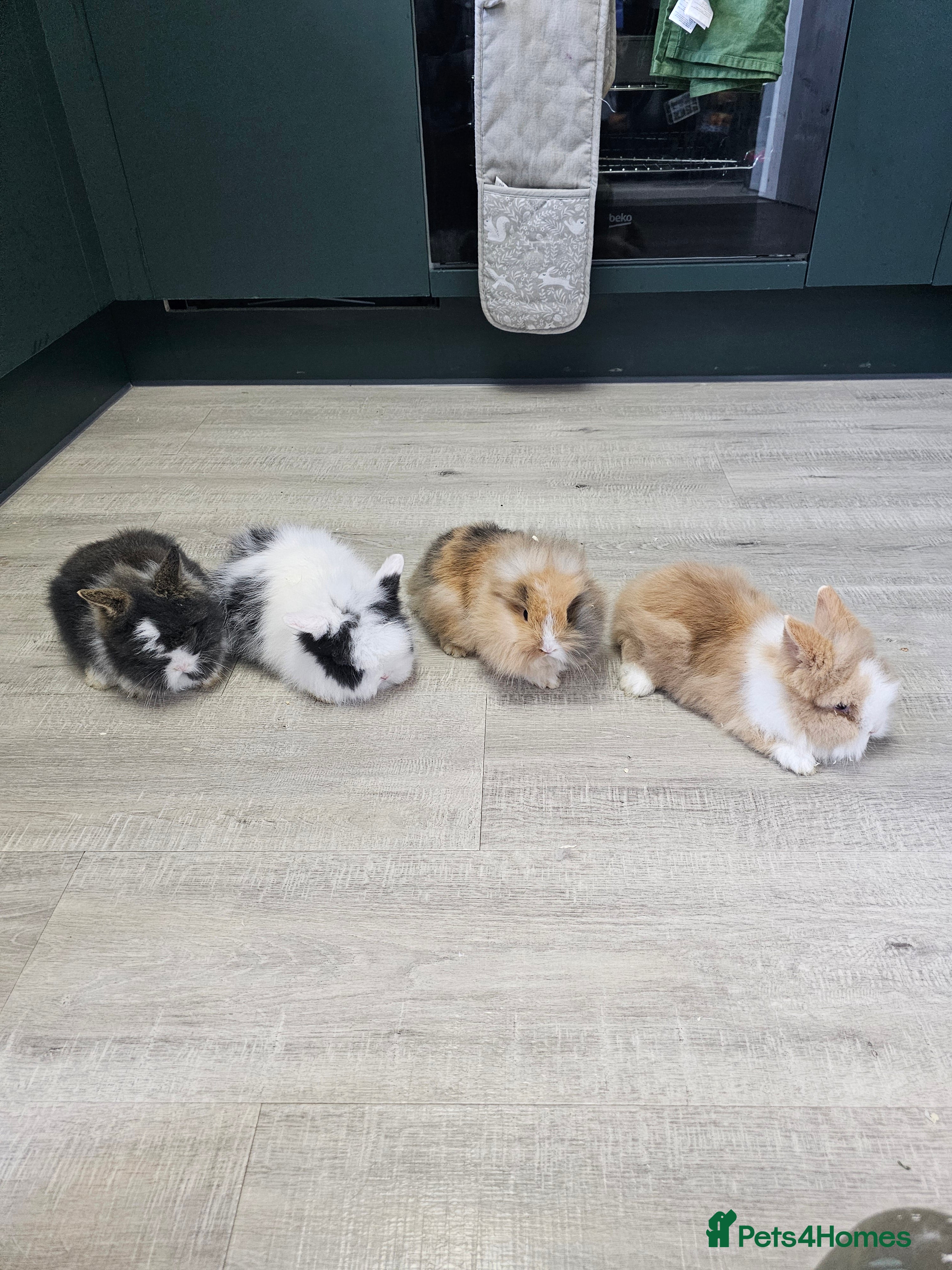 Lionhead rabbits Mini Lionhead Rabbits for Sale - Advert 1