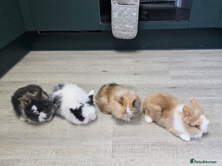 Lionhead rabbits Mini Lionhead Rabbits for Sale - Advert 1