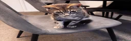 Bengal cats for sale: Bengal kitten  in Canterbury - Advert 5