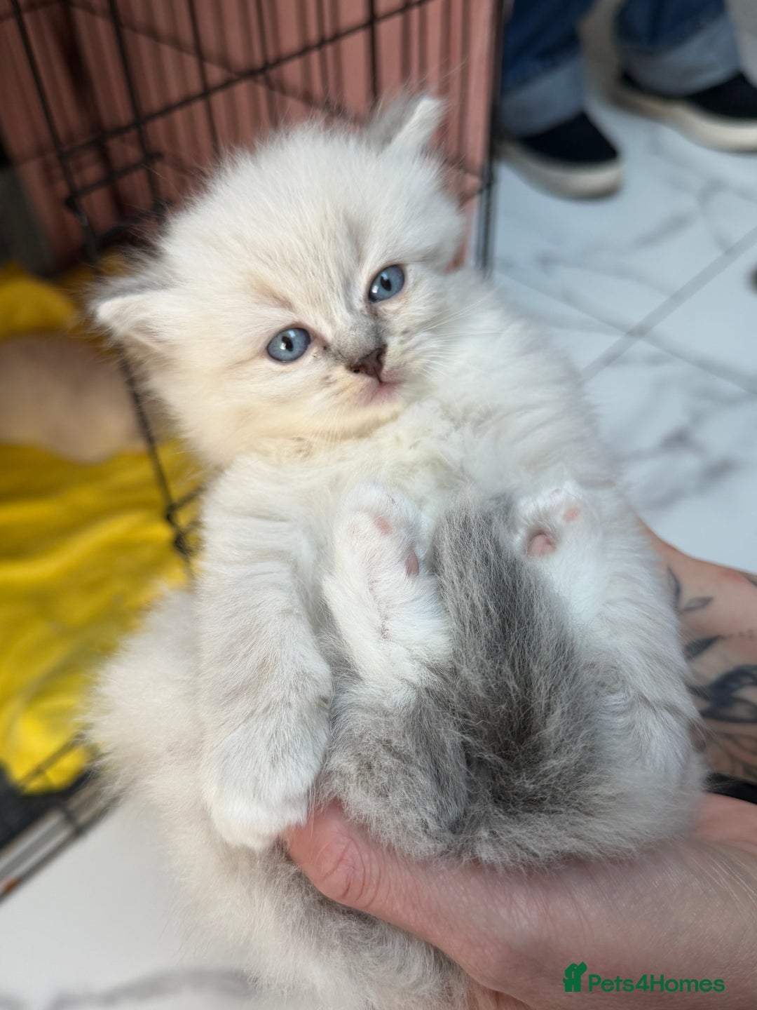 Ragdoll cats for sale: Selling Ragdoll - Advert 2