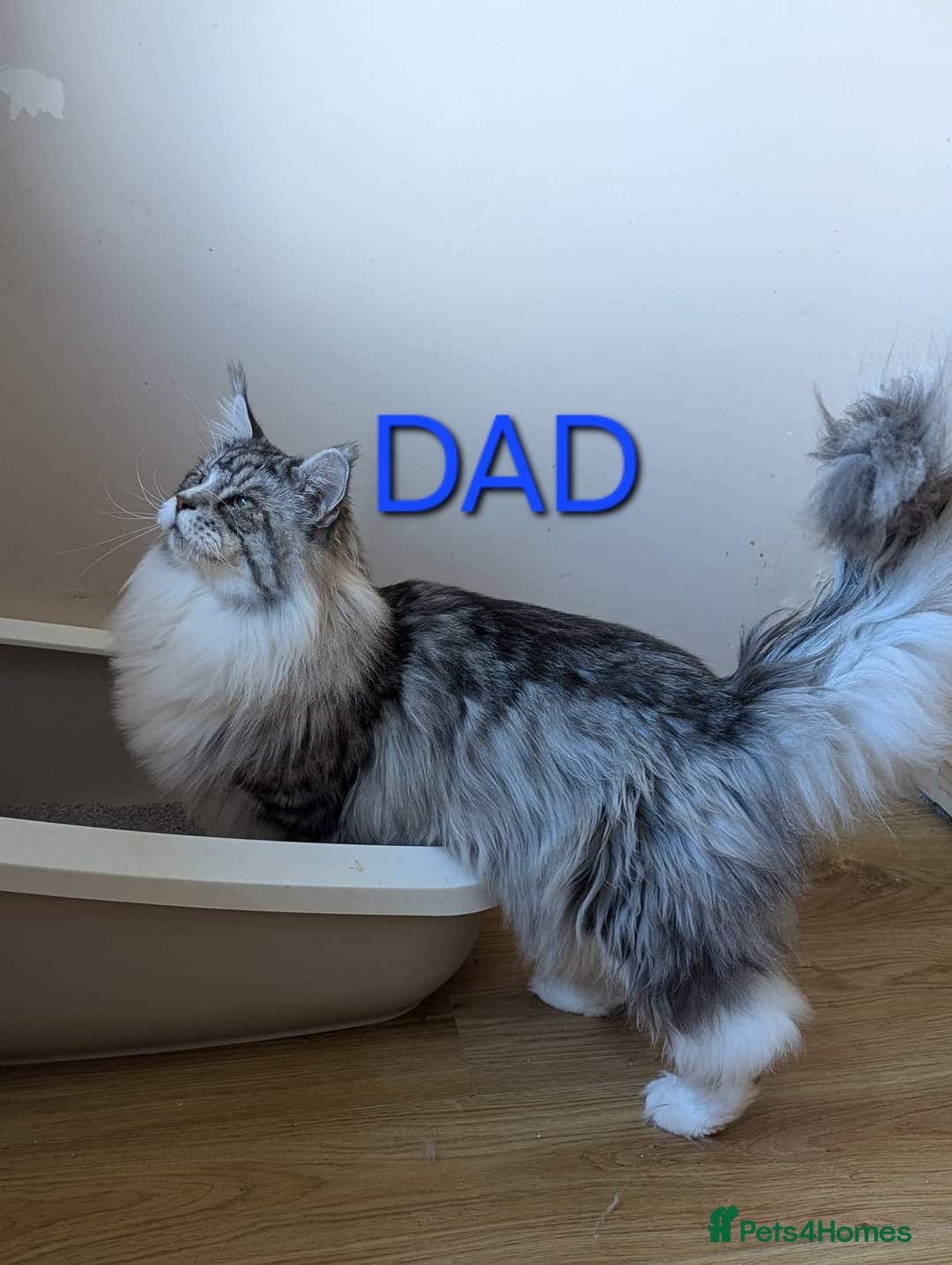Maine Coon cats for sale: Last Pedigree Maine coon girl READY TO LEAVE  - Image 7