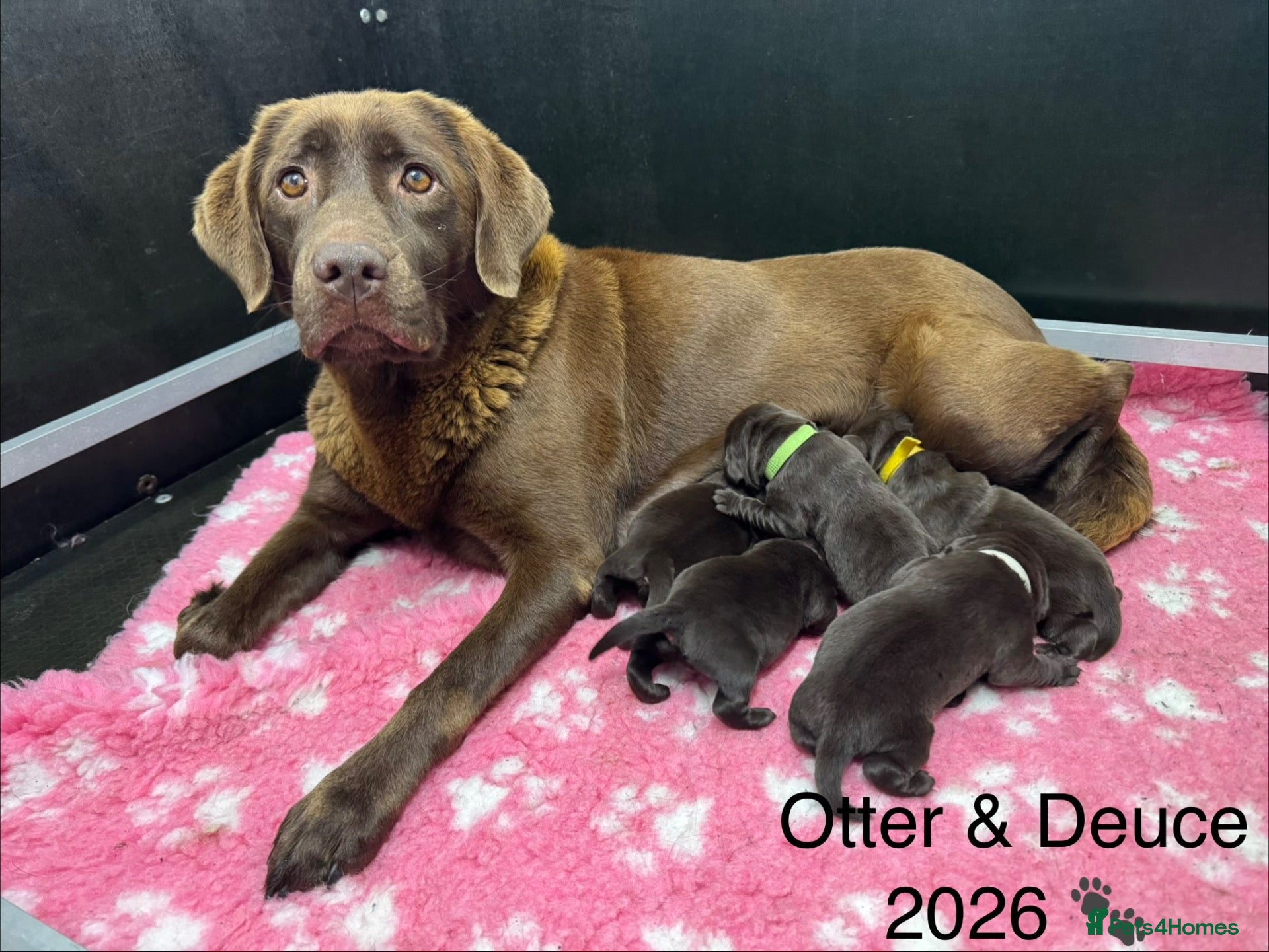 Labrador Retriever dogs for sale: KC REG CHOCOLATE LABRADOR PUPPIES  - Advert 2