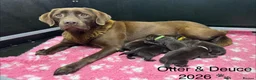 Labrador Retriever dogs for sale: KC REG CHOCOLATE LABRADOR PUPPIES  - Advert 2