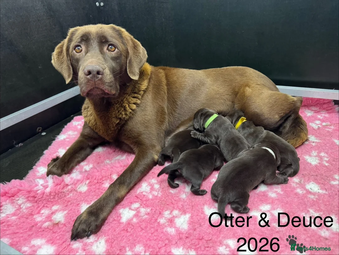 Labrador Retriever dogs for sale: KC REG CHOCOLATE LABRADOR PUPPIES  - Advert 2