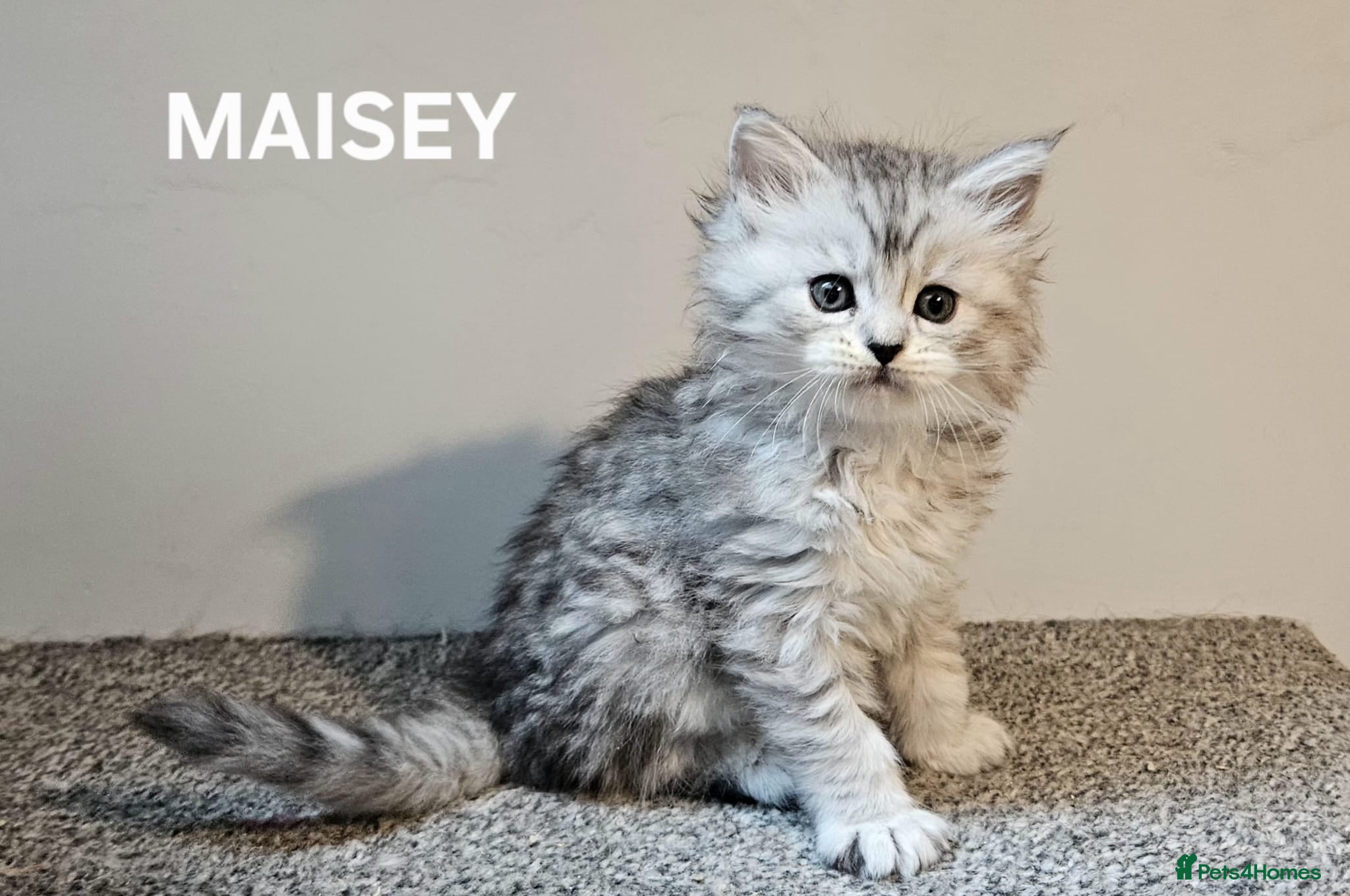 Maine Coon cats Beautiful Registered Maine Coon kittens  - Advert 1