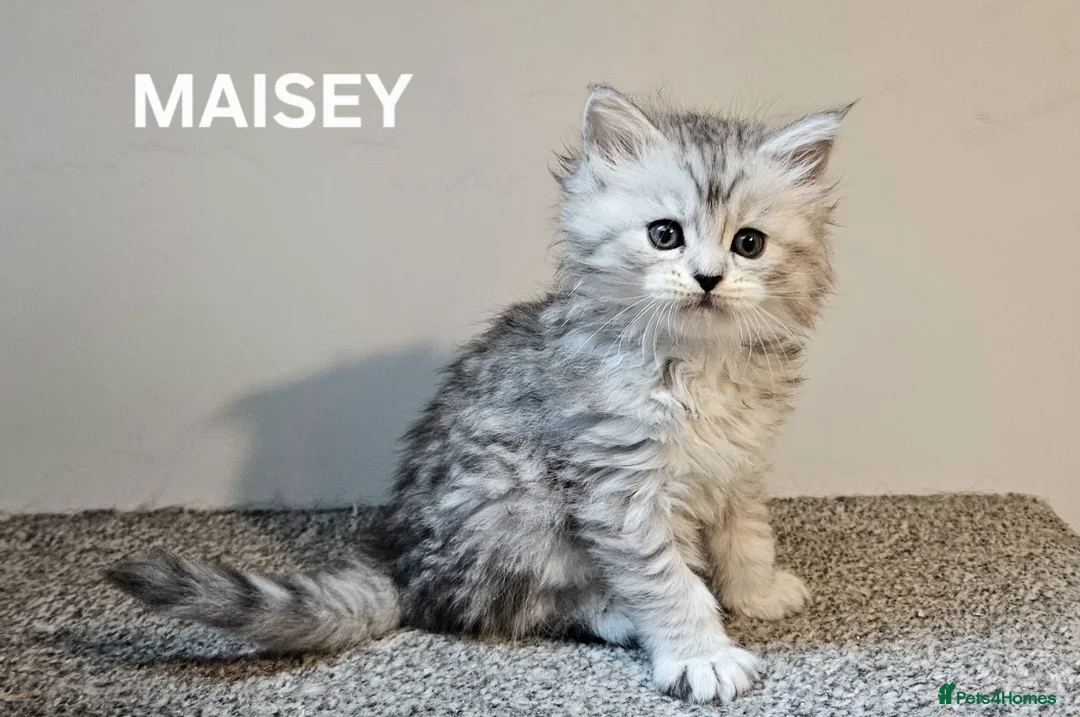 Maine Coon cats for sale: Beautiful Registered Maine Coon kittens  - Advert 1