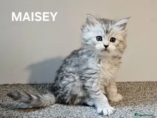 Maine Coon cats Beautiful Registered Maine Coon kittens - Advert 1