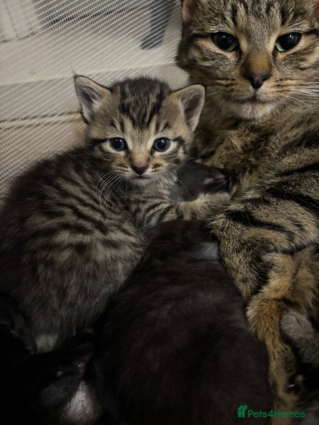 Domestic Shorthair cats for sale: Domestic short haired  black tabby kittens  - Advert 3
