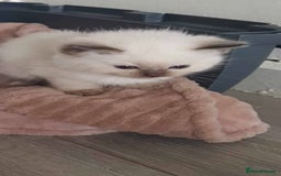 Ragdoll cats for sale: Luna Ragdoll x Britiah shorthair  - Advert 4