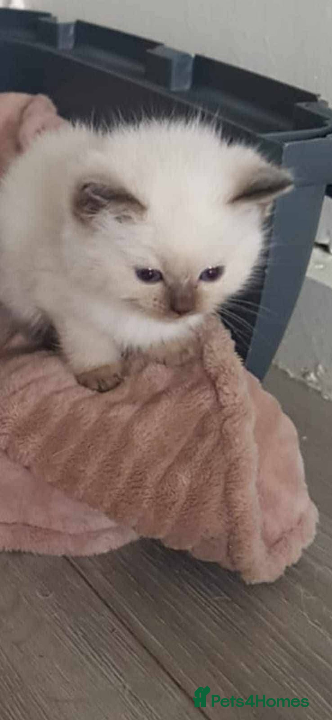 Ragdoll cats for sale: Luna Ragdoll x Britiah shorthair  - Advert 4