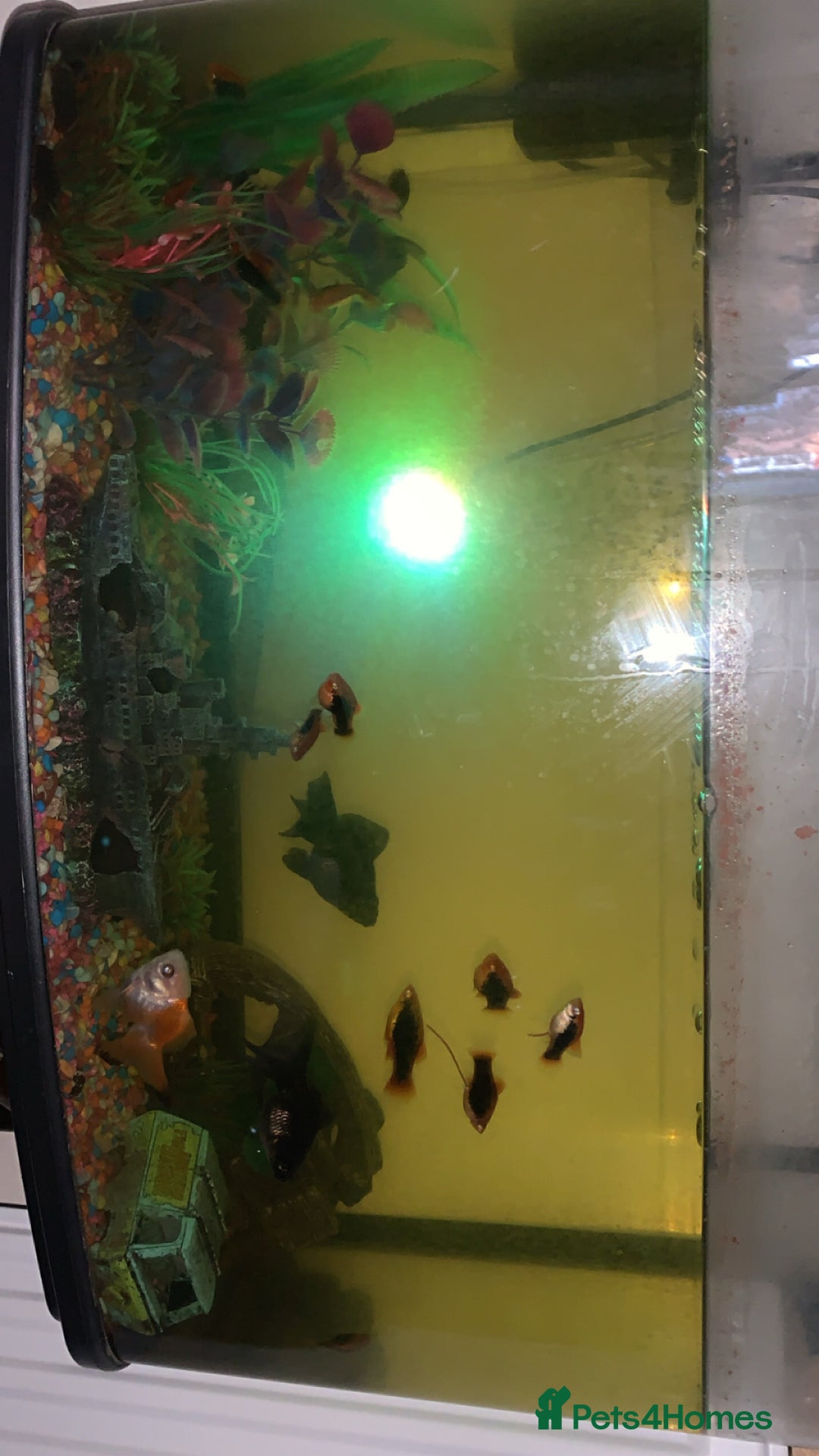 Platies fish for sale: Fish for sale  - Advert 4
