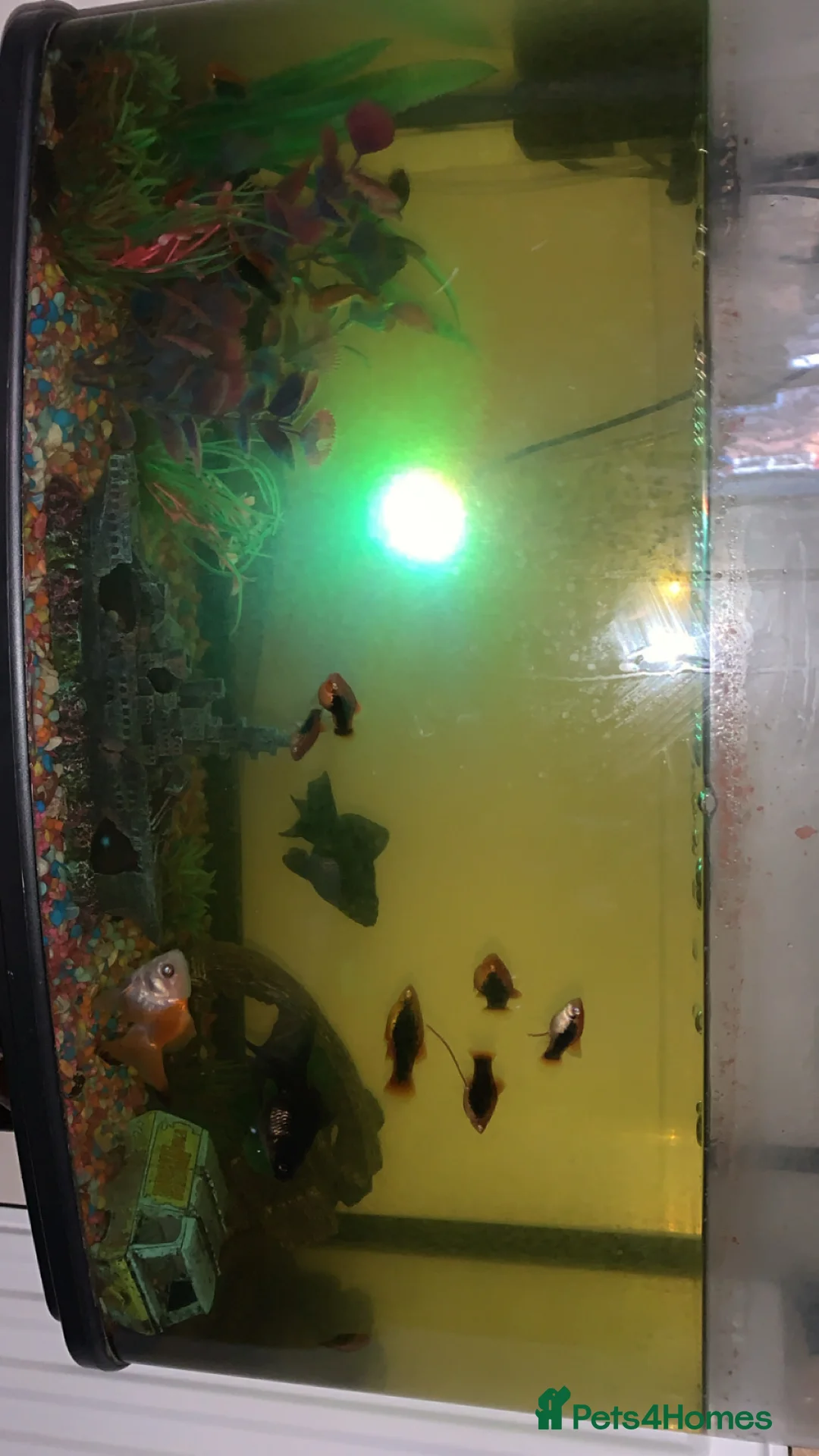 Platies fish for sale: Fish for sale  - Advert 4